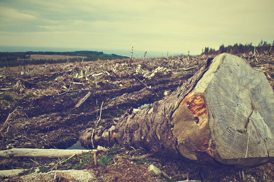 A fallen log lies across a wasteland of clearcut forest on a hill.